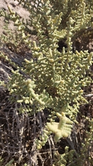 Halocnemum strobilaceum