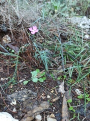 Dianthus