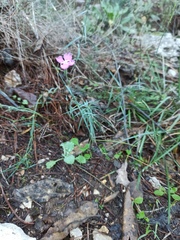 Dianthus