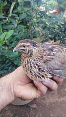 Coturnix coturnix