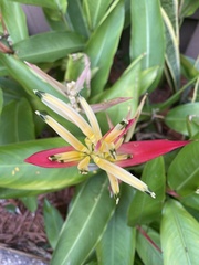 Heliconia