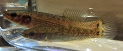 Umbra pygmaea