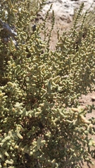 Halocnemum strobilaceum