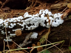 Ceratiomyxa fruticulosa