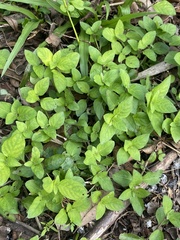 Calyptocarpus vialis