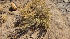 Halocnemum strobilaceum