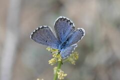 Pseudophilotes baton