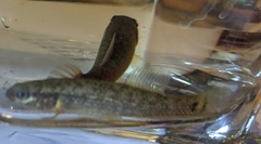 Umbra pygmaea