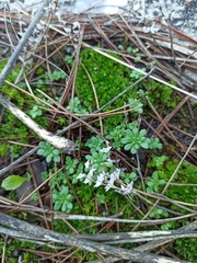 Sedum