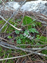 Sedum