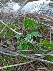 Sedum