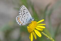 Pseudophilotes baton