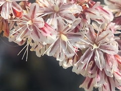 Eriogonum wrightii membranaceum