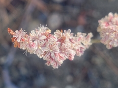 Eriogonum wrightii membranaceum