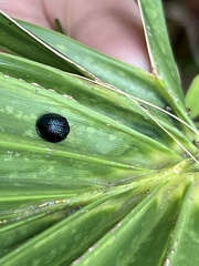 Hemisphaerota cyanea