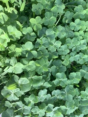 Oxalis debilis