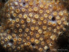 Umimayanthus parasiticus