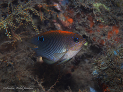 Stegastes adustus