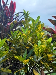 Codiaeum variegatum pictum