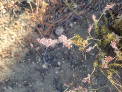 Eriogonum wrightii membranaceum