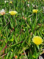 Carpobrotus