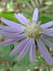 Symphyotrichum retroflexum