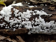 Ceratiomyxa fruticulosa
