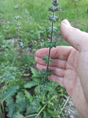 Lamiaceae