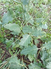 Lamiaceae
