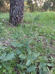 Lamiaceae