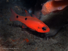 Apogon pseudomaculatus