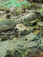 Pluteus romellii