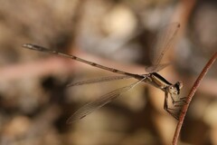 Lestes alacer