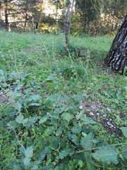Lamiaceae