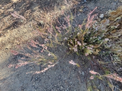 Eriogonum wrightii membranaceum