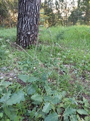 Lamiaceae
