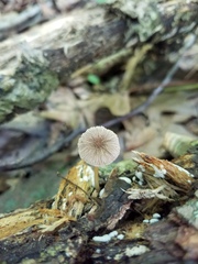 Pluteus romellii
