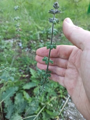 Lamiaceae