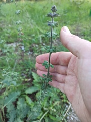 Lamiaceae