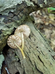 Pluteus romellii