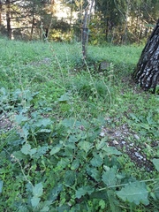 Lamiaceae