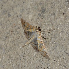 Epipagis fenestralis