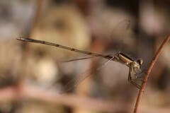 Lestes alacer