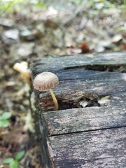 Pluteus romellii