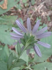 Symphyotrichum retroflexum