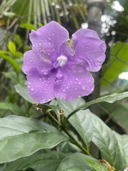 Brunfelsia