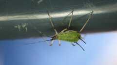 Macrosiphum rosae