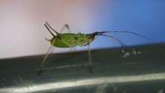 Macrosiphum rosae