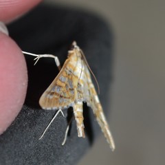 Epipagis fenestralis