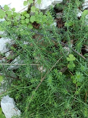 Galium